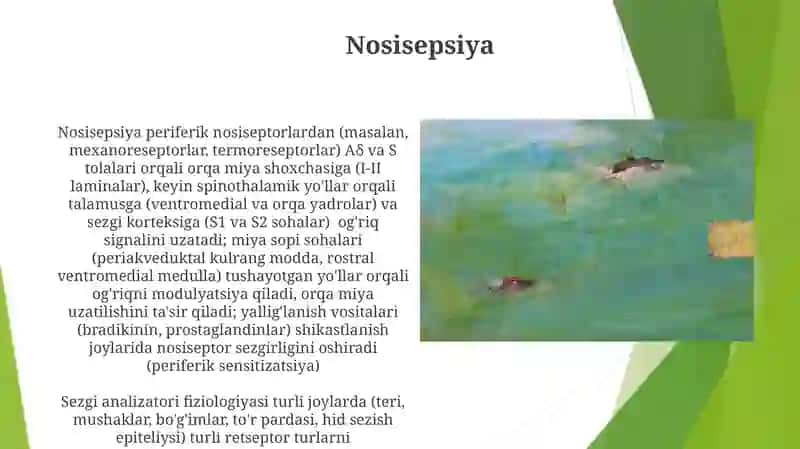 Eshituv va vestebuliyar analizatorlar fiziologiyasi 4