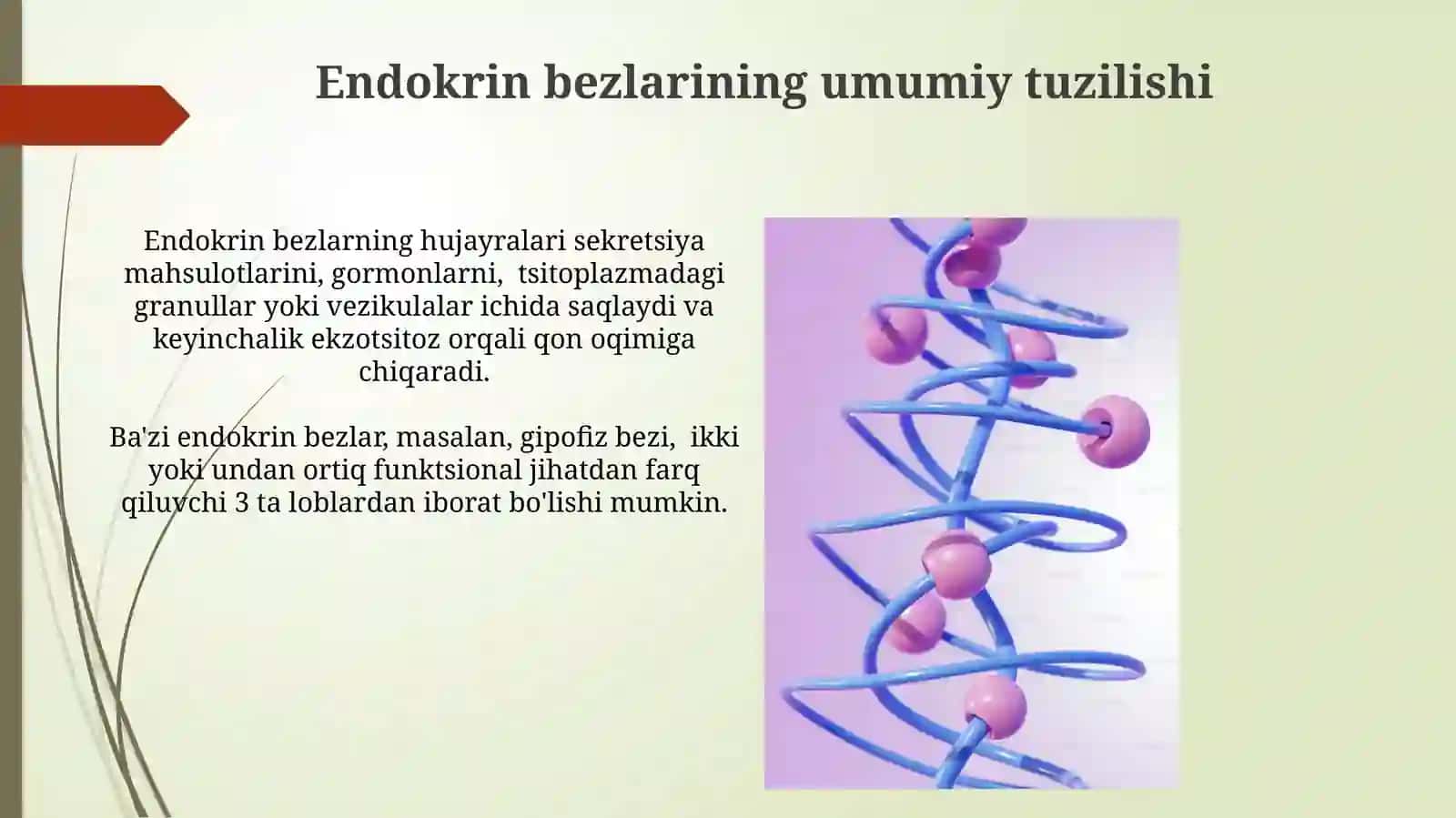 Ichki sekresiya bezlarining tuzilishi 4