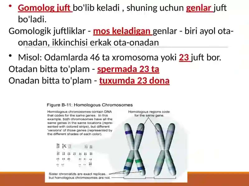 Genetika bo'yicha eslatmalar 4