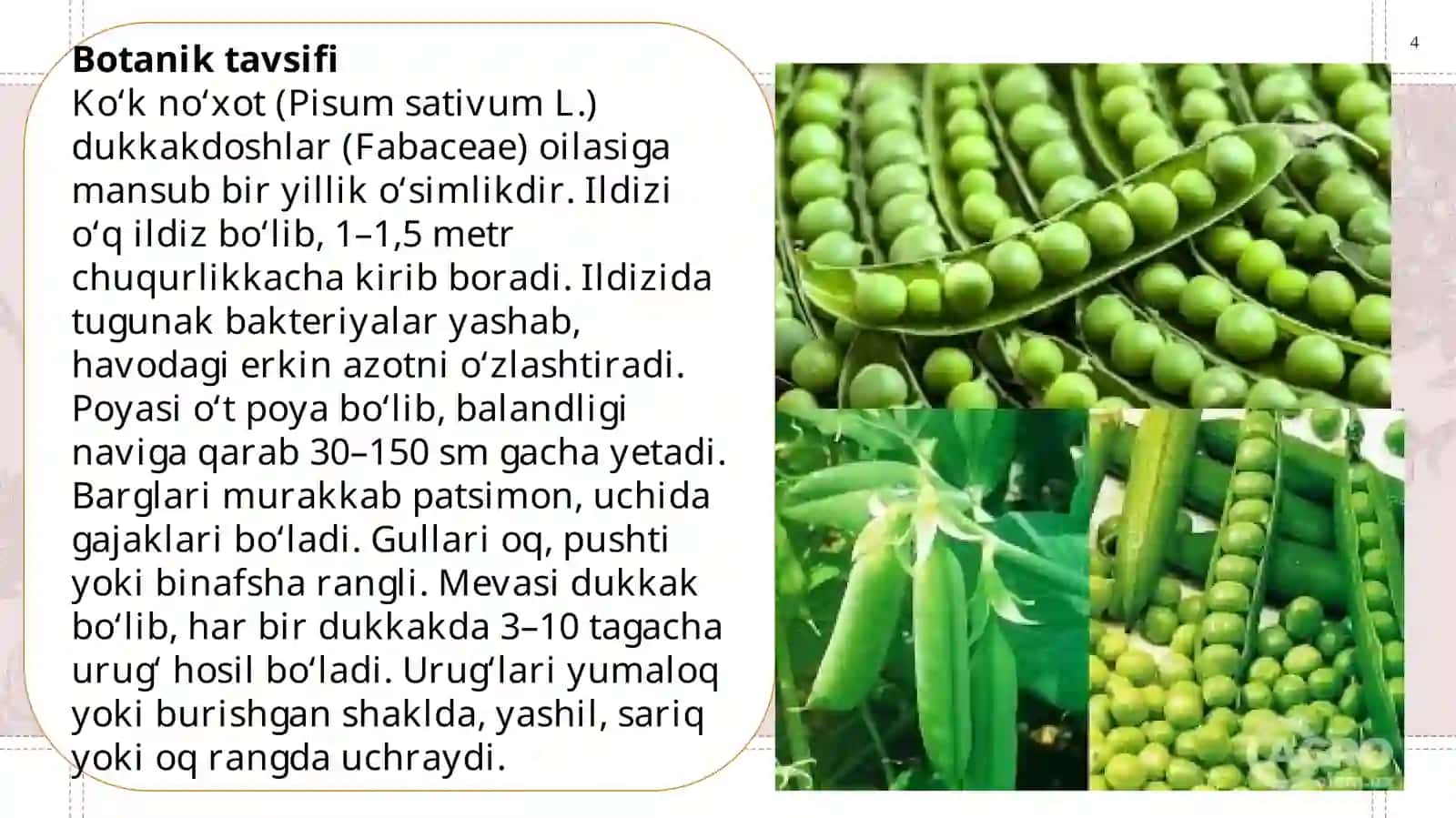 Ko'k noxot biologiyasi va yetishtirish texnologiyasi 4