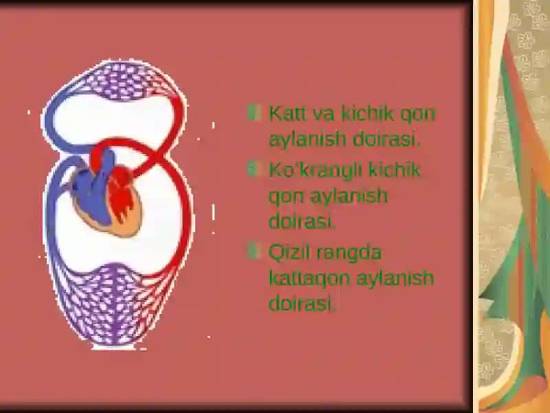 Yurak qon tomir fiziologiyasi 4