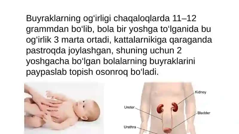 Chaqaloqlarda buyrak va siydik ajratish aʼzolari tizimini anatomo- fiziologik xususiyatlari va uning kasalliklari 4