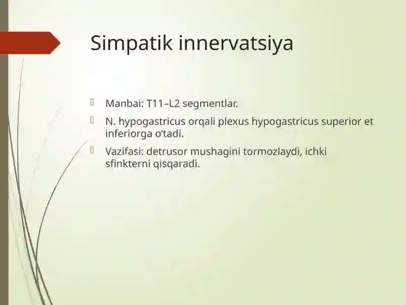 Tosorganlarining innervatsiyasi va buzilish sindromlari 4