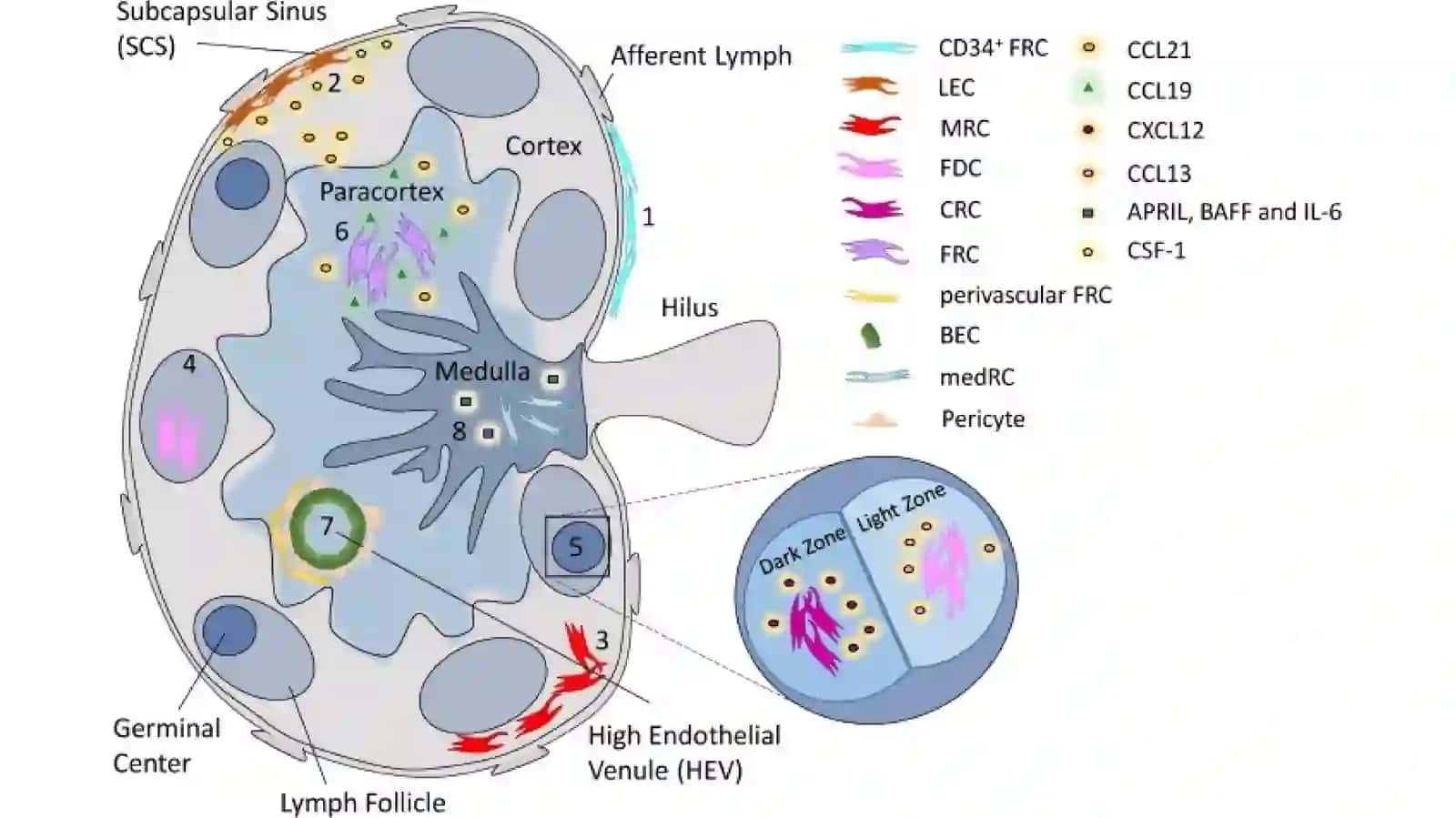 TOSHKENT TIBBIYOT AKADEMIYASI TIBBIY BIOLOGIYA VA GISTALOGIYA KAFEDRASI 1-DAVOLASH 120-GURUH 4