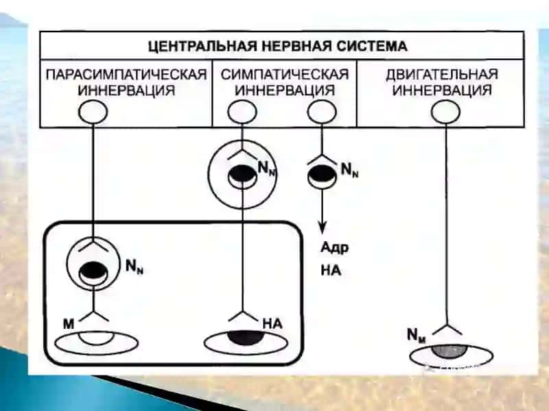 Nikotinga sezgir (N-xolinoretseptorlar) 4