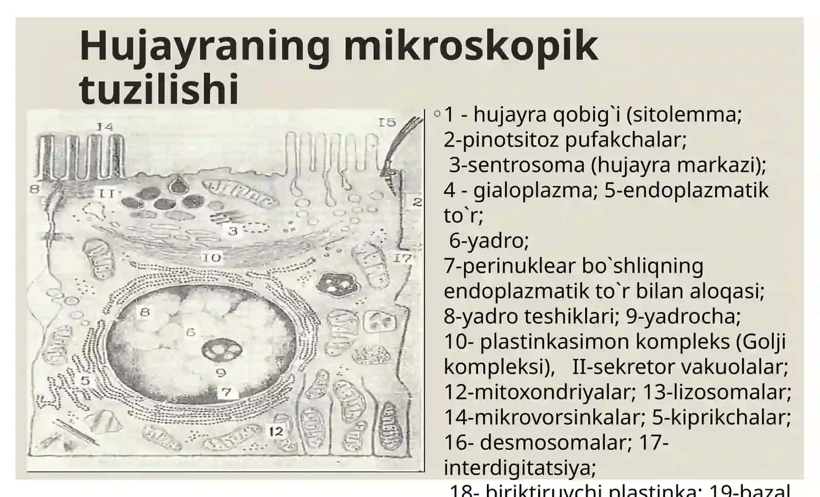 Sitologiya hujayra organoidlari. Kiritma. Yadro. Hujayra sikli 4