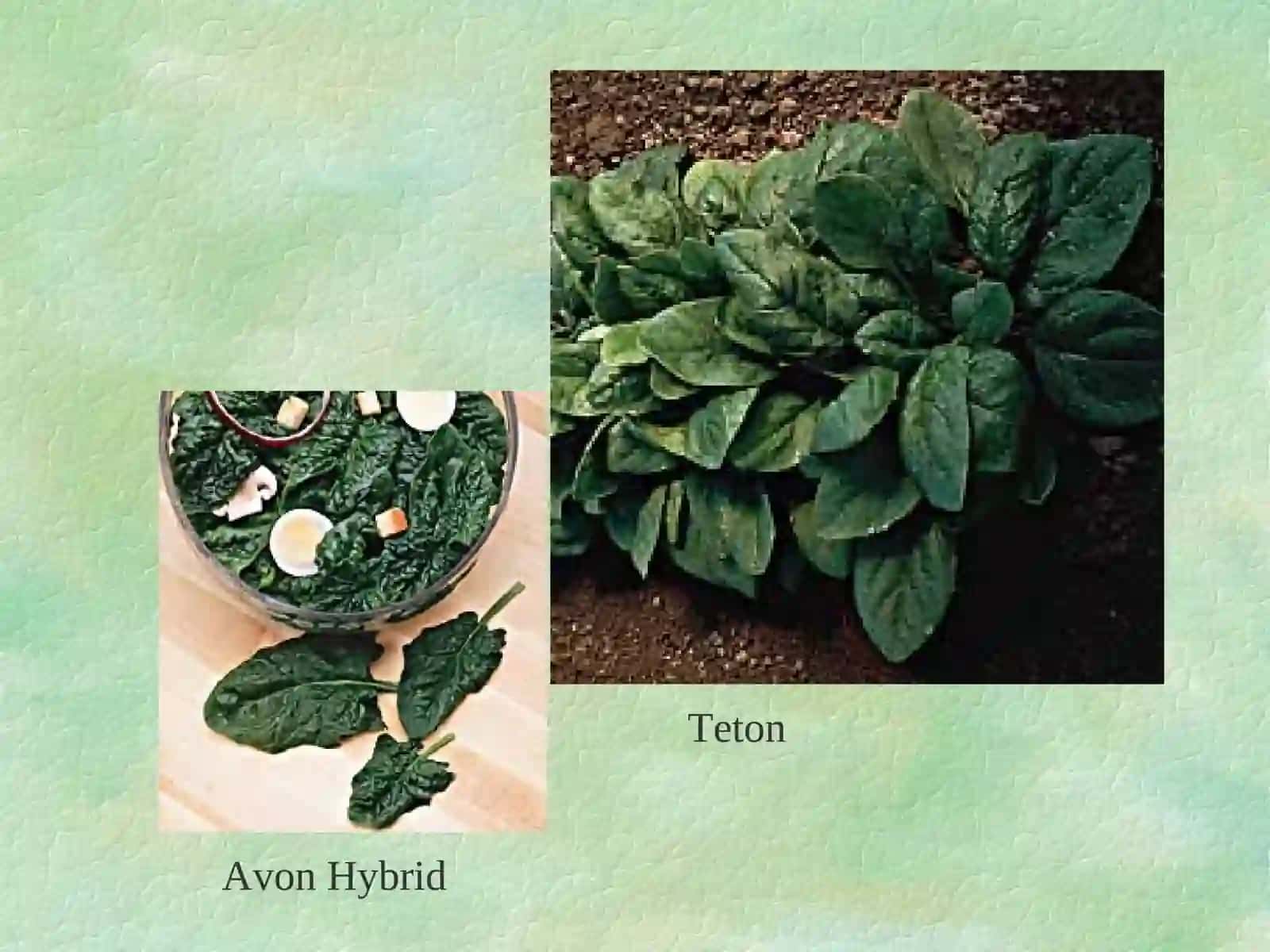 Chenopodiaceae (Goosefoot Family) Organic Seed 4