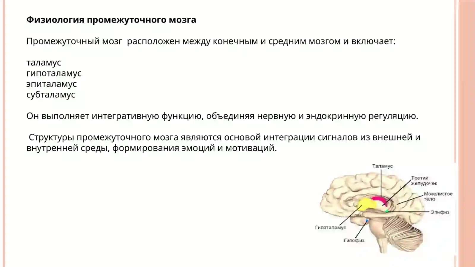 Физиология промежуточного мозга. Средний мозг 4