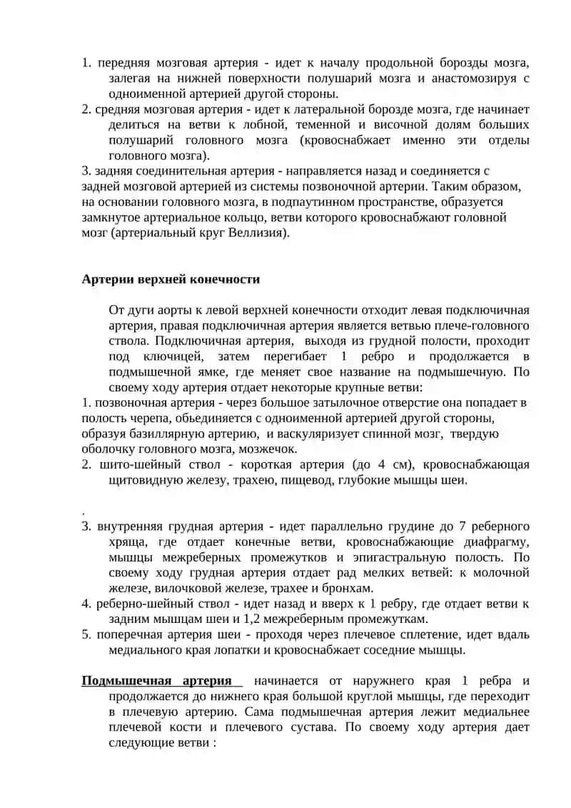 Аорта и ее ветви 4