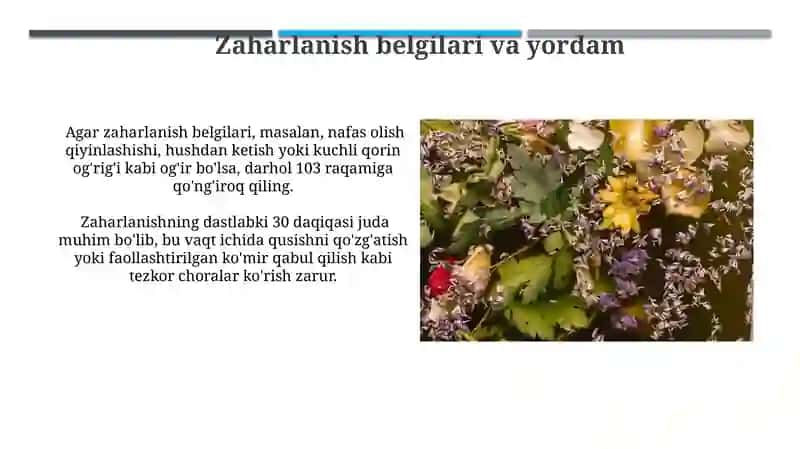 Qoraqalpoq bodomi 4
