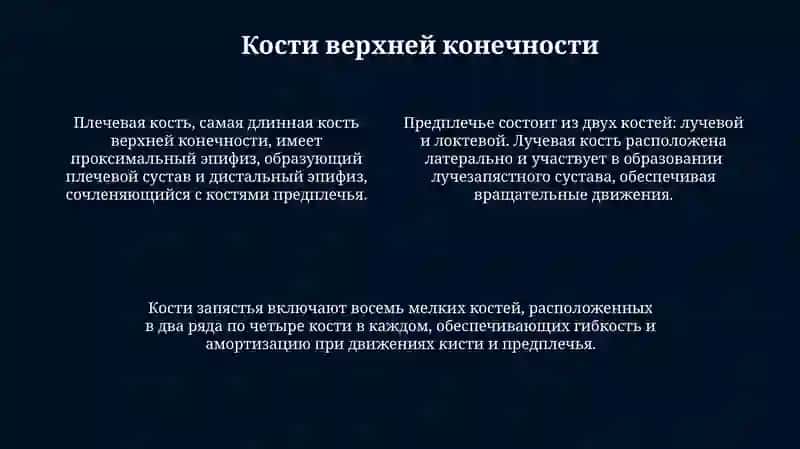 Верхниеконечности 4