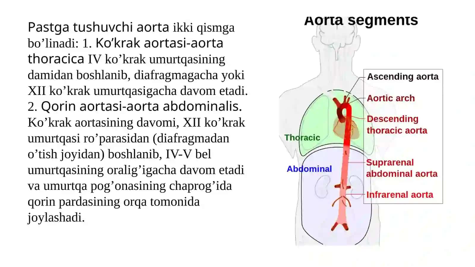 Aortaning tushuvchi qismi 4