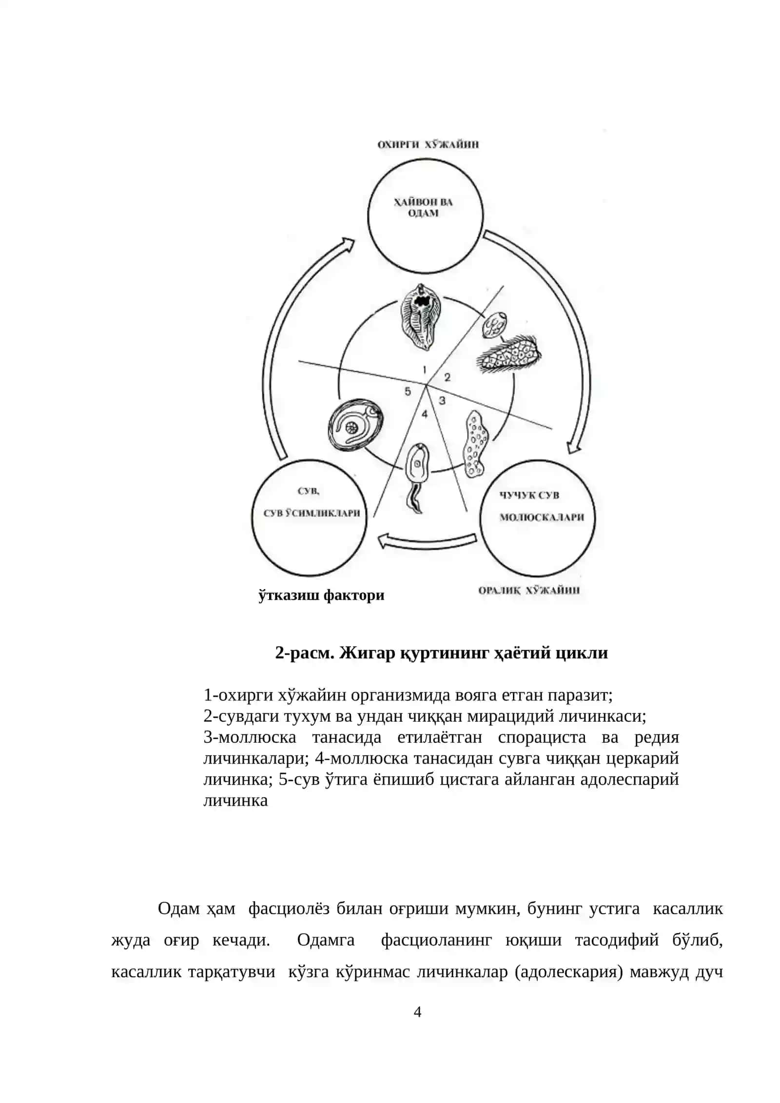 Ясси чувалчанглар типи 4