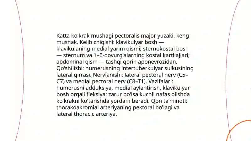 Kokrak mushaklari 4