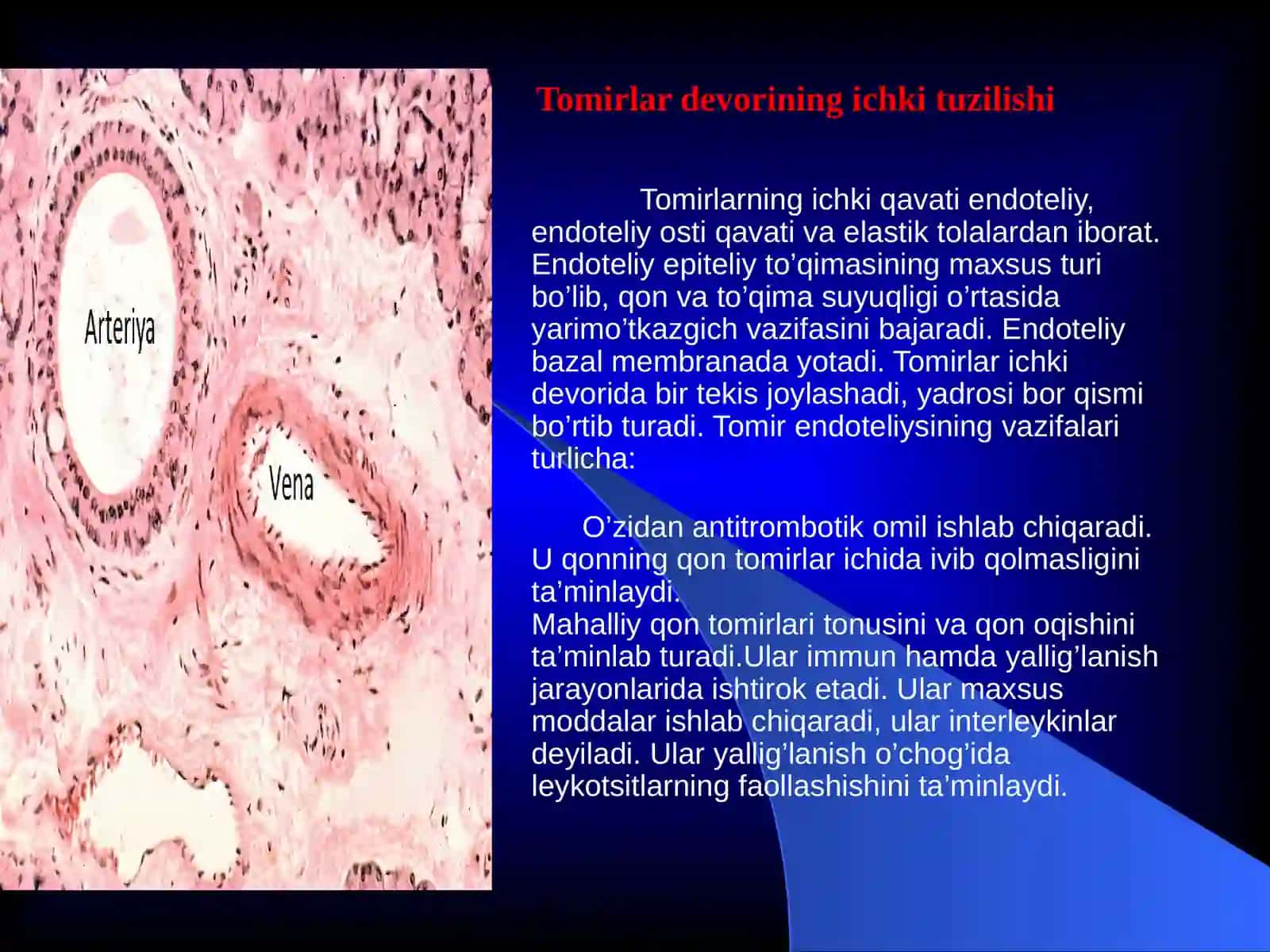 Qon tomirlari tuzilishi va limfa tizimi 4
