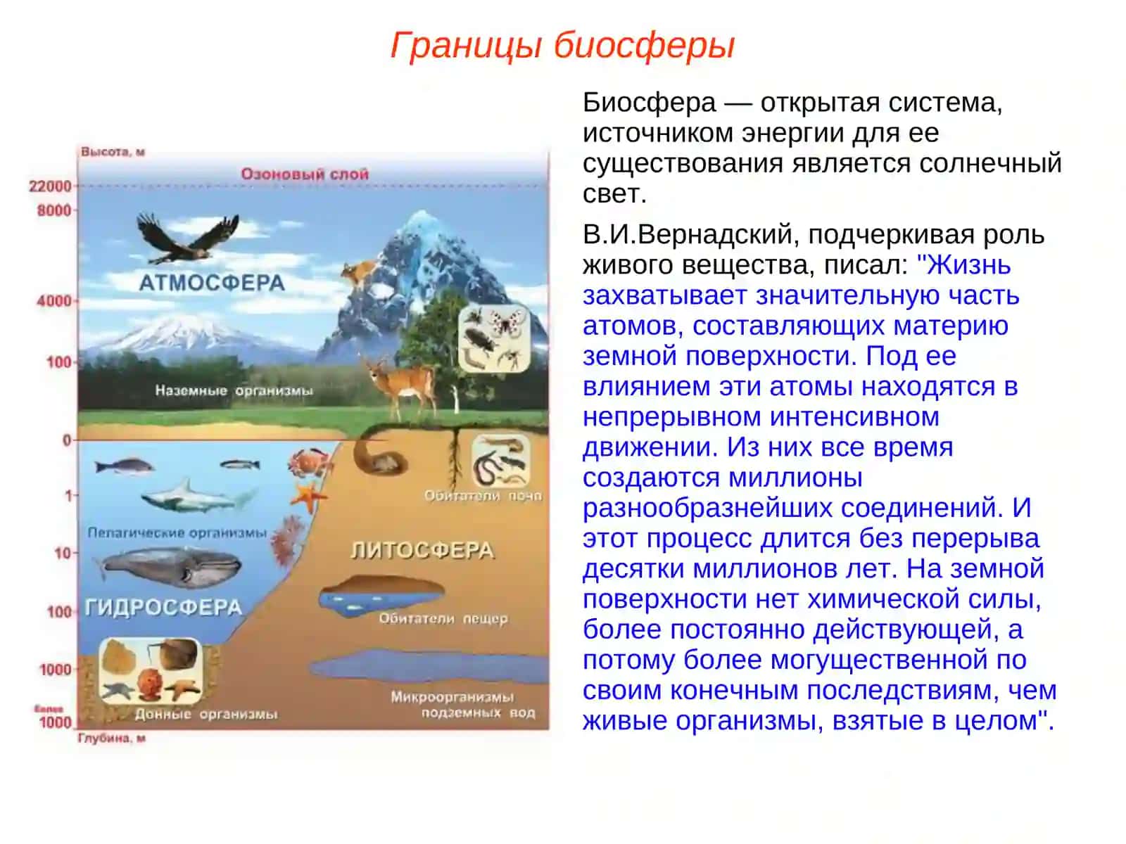 Биосфера состав и значение биосферы 4