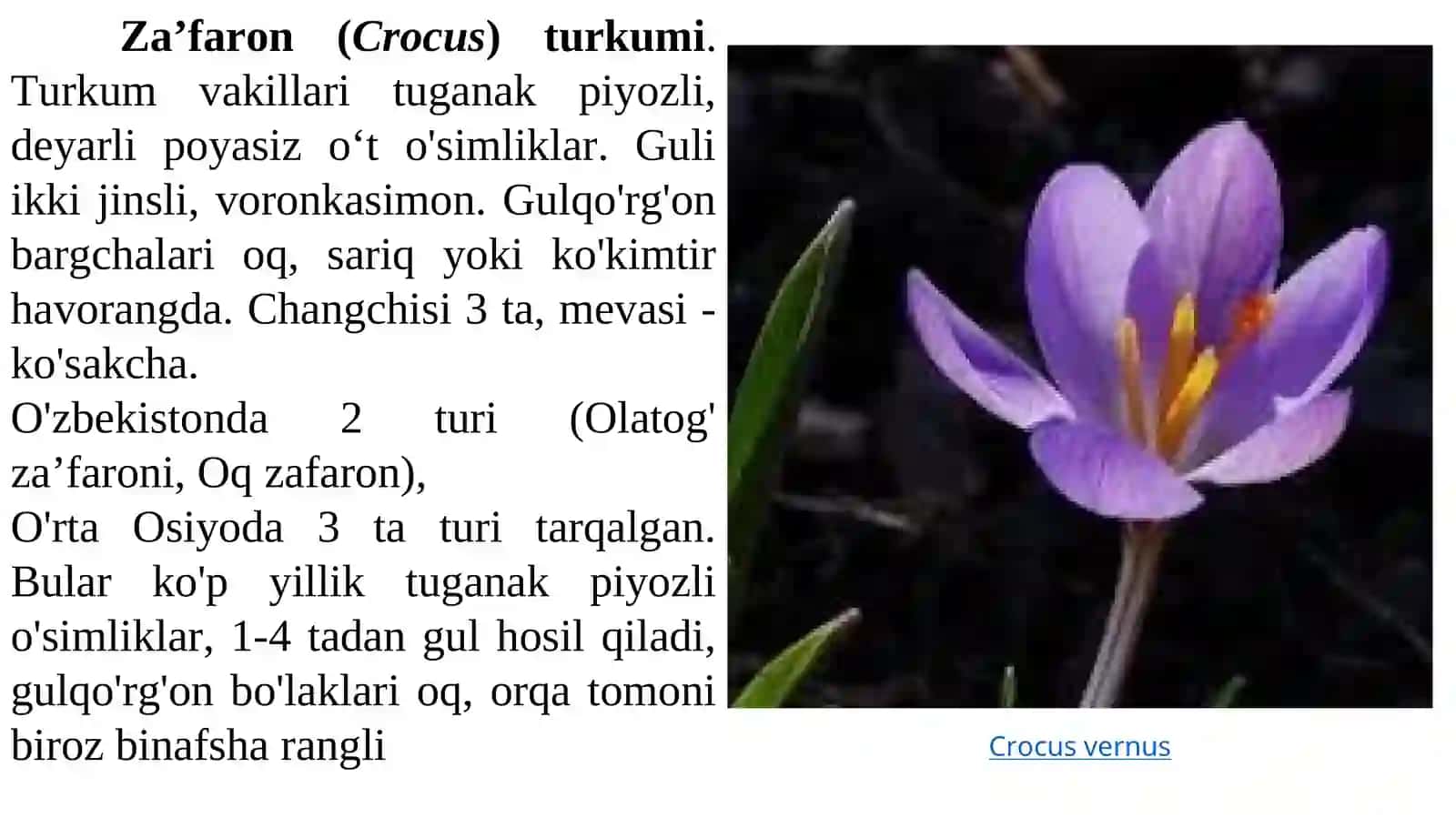 Sapsardoshlar oilasi —Iridaceae 4