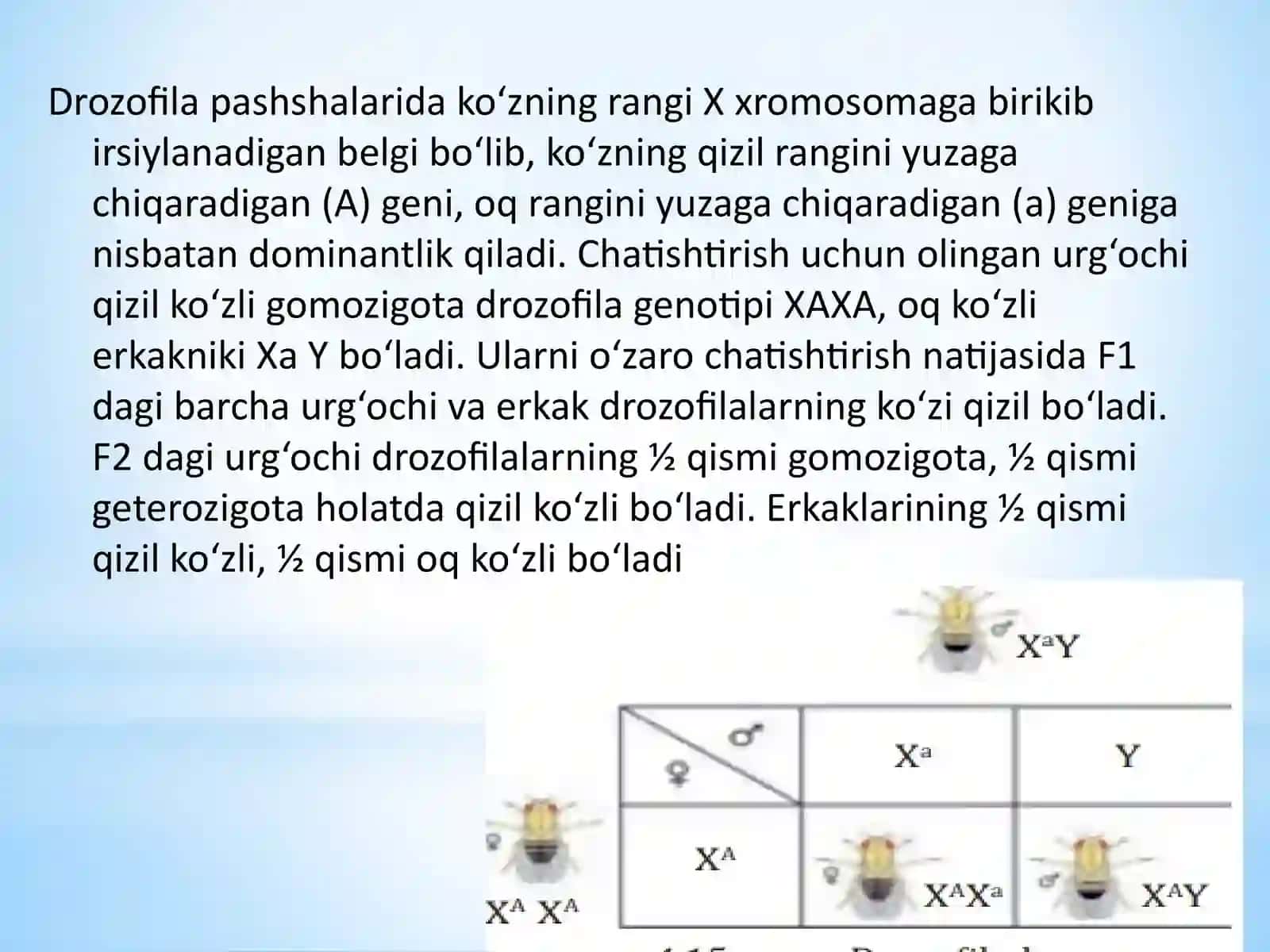 JINSGA BOG‘LIQ HOLDA IRSIYLANISHIDARS TAQDIMOTI 4