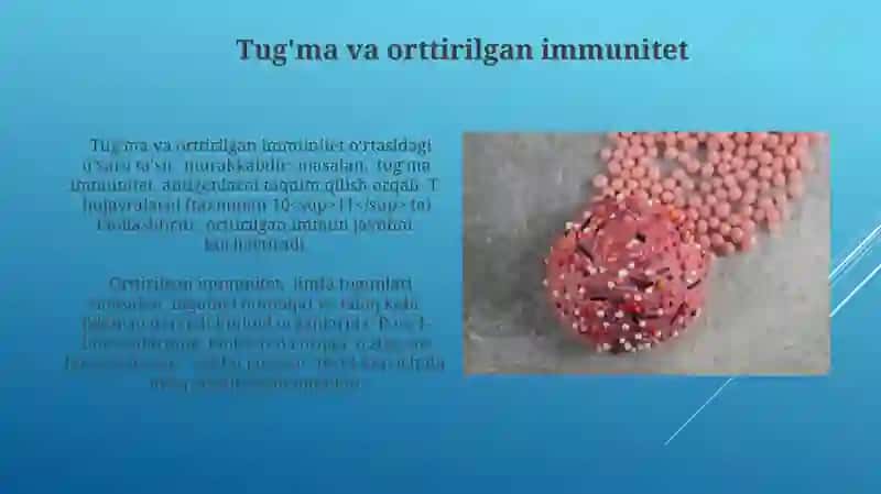 Markaziy qon yaratuvchi va immun a'zolari 4