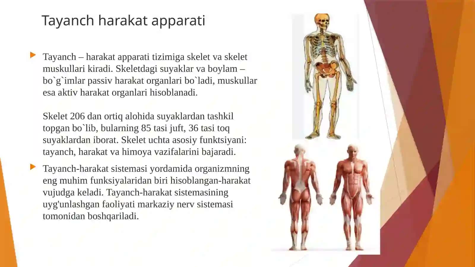 Tayanch harakat apparati ning xirurgik kasalliklarida hamshiralik ishi 4