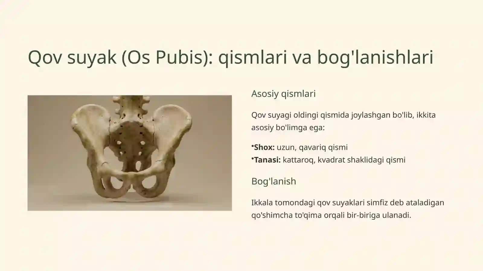 Osteologiya: Oyoqning kamar suyaklari anatomiyasi 4