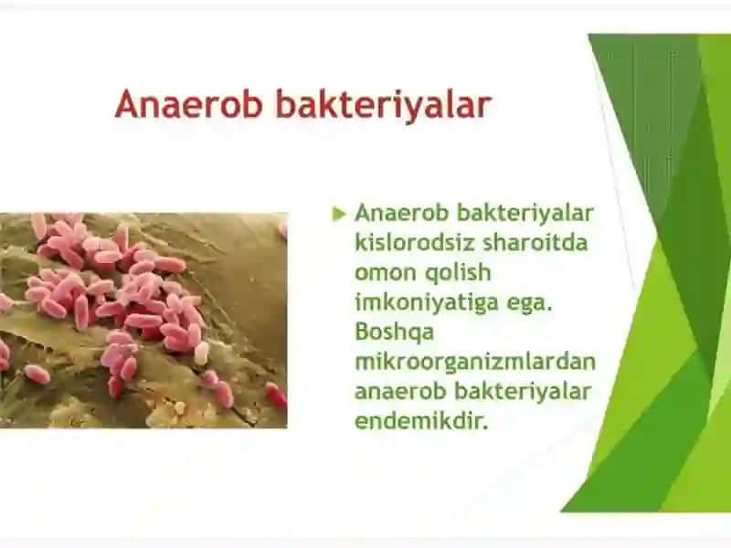 Aerob va anaerob bakteriyalarining sof kulturasini ajratib olish 4
