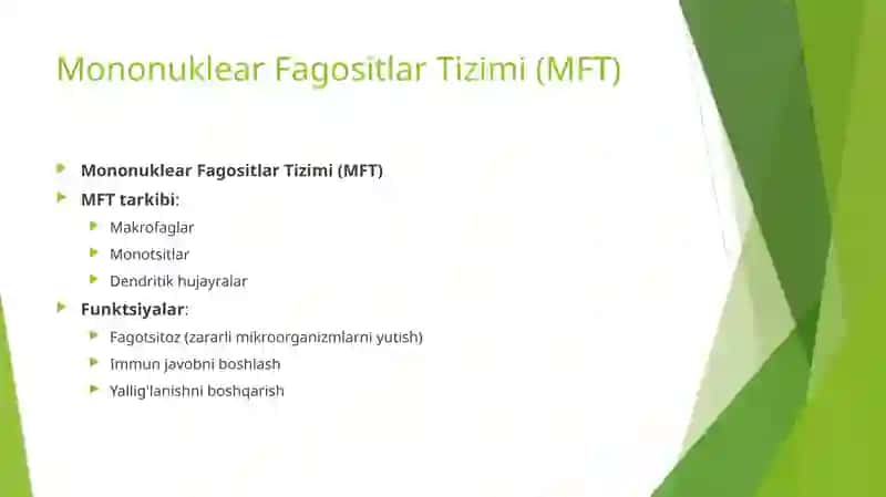 Mezenxima tuzulishi ahamiyatini mononuklear fagositlar tizimi tarkibi bilan funksional ahamiyati 4