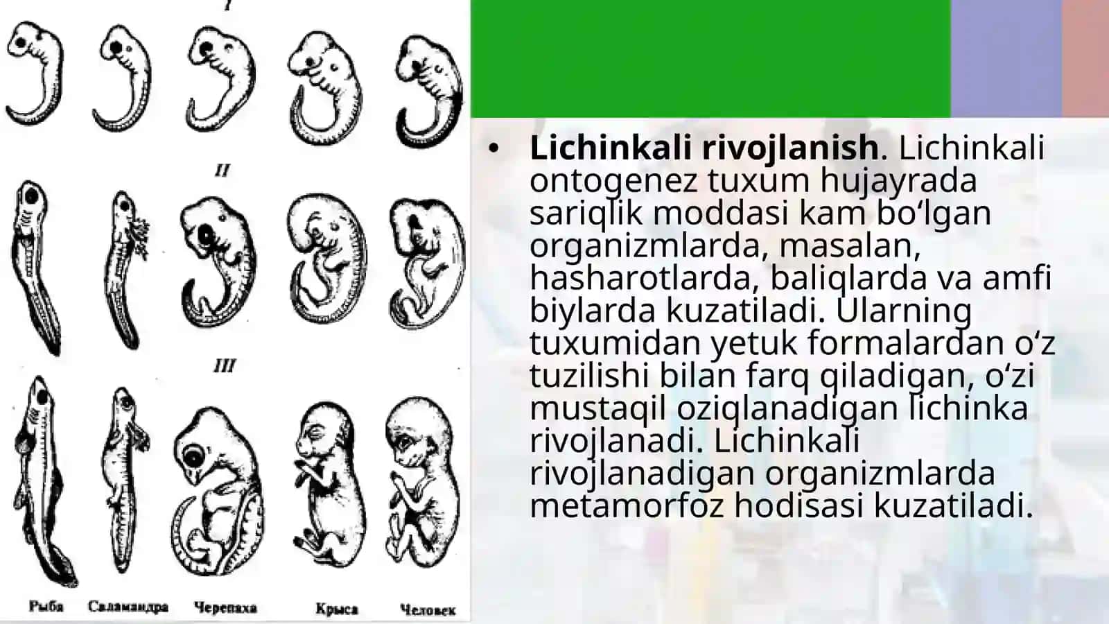 Ontogenez—tirik organizmlarning individual rivojlanishi 4