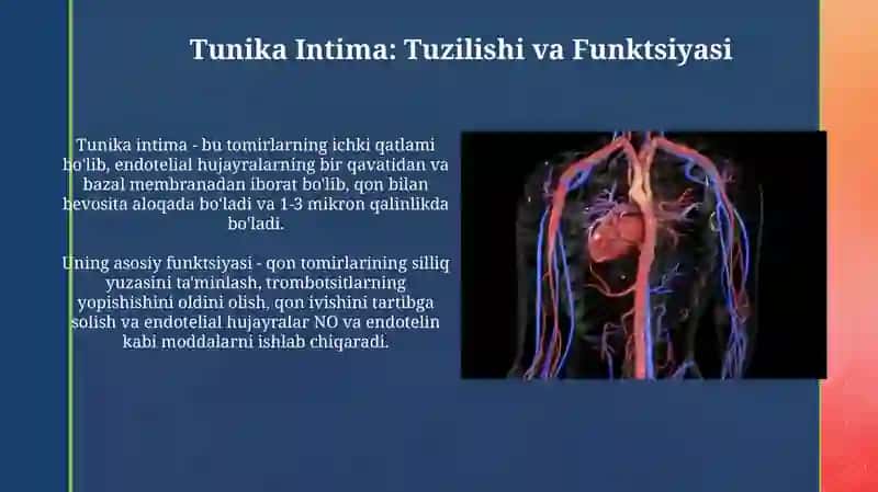 Aorta, Arteriya va Venalarning Umumiy Tuzilishi 4