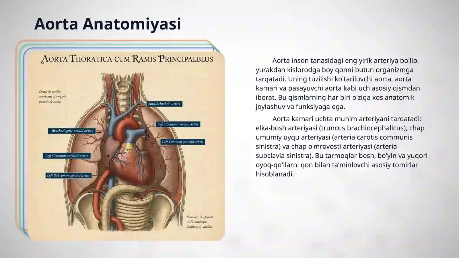 Aorta, aorta ravog'i, umumiy va tashki uyku arteriyasi. Ichki uyku arteriyasi. Bosh miyaning qon bilan ta'minlanishidagi o'ziga xoslik 4