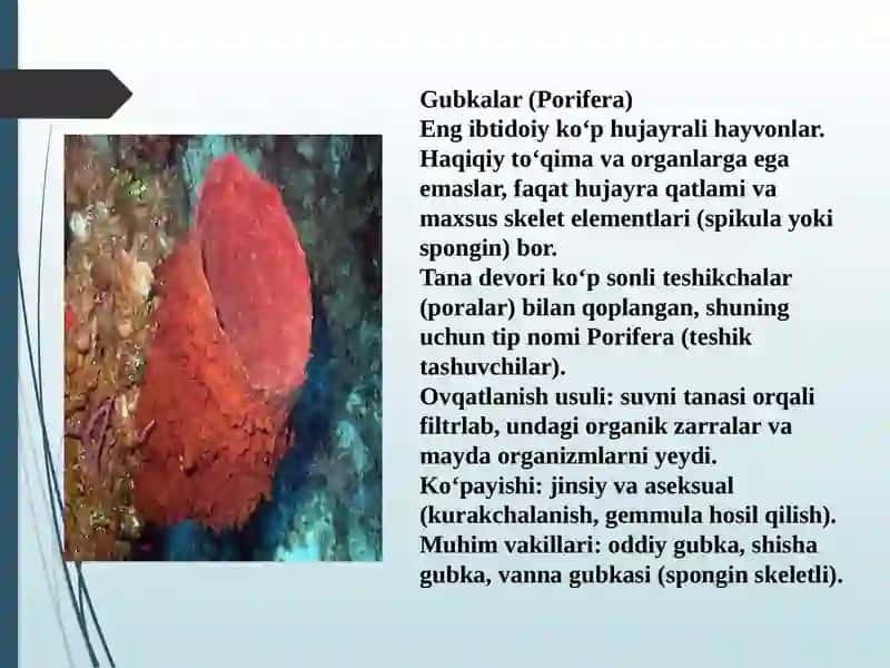 Sodda jonivorlar. Ularning morfologiyasi, strukturasi va ularni o'rganish usullari 4