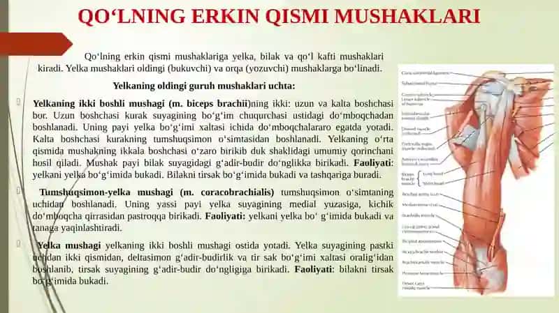 Yelka kamari va yelka mushaklari. Bilak mushaklari va fassiyalari. Qo'l kaft mushaklari. Qo'l kaftining pay qinlari. 4