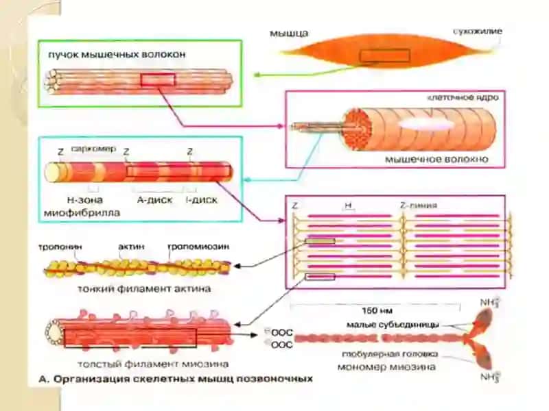 Юрак қон томир тизими биокимёси. 4