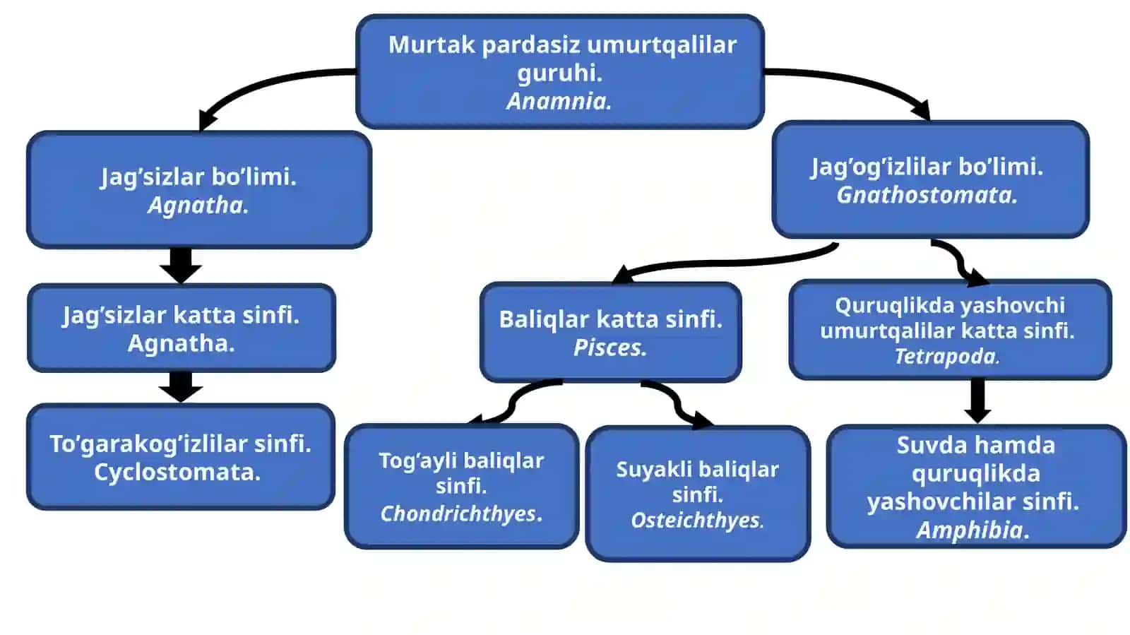 UМАRТҚАLİLАR(VERTEBRATA)ЁKI BOSHSКЕLЕTLİLАR(CRANIATA)КЕНЖА TİPİ 4