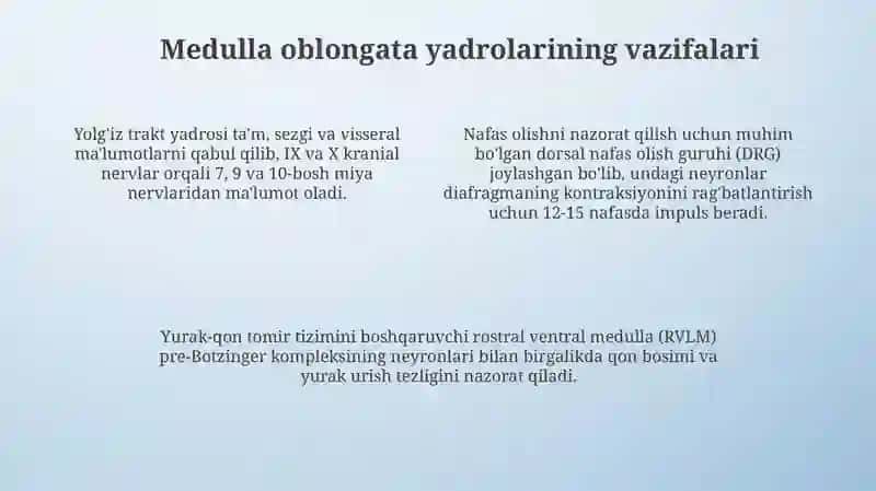 Orqa miya oʻzaklari joylashuvi va ahamiyati 4