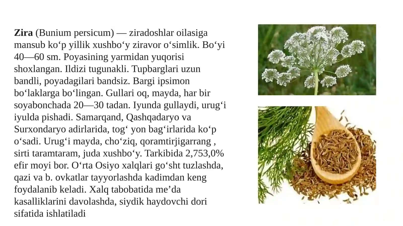 Ziradoshlar (APIASEAE) oilasi turkumi turari 4