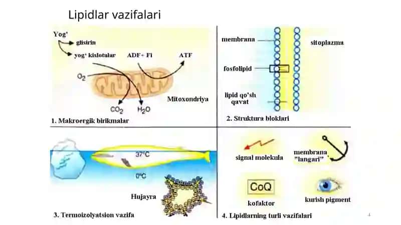 LIPIDLAR ALMASHINUVI BIOKIMYOSI 4