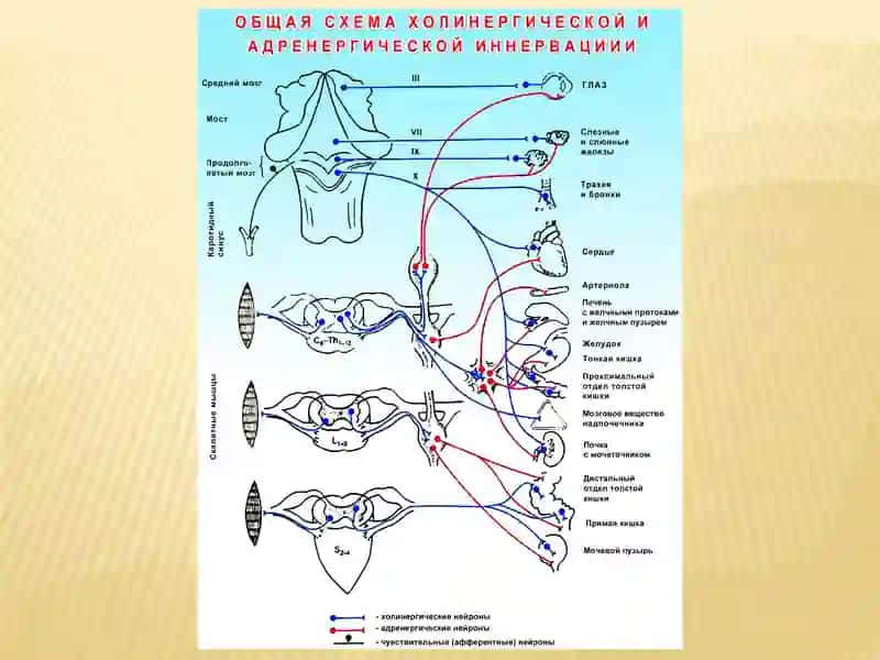 Адреномиметические средства 4