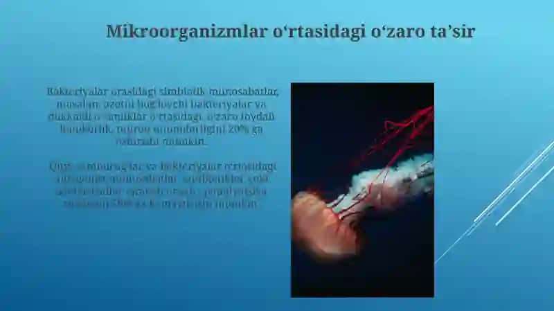 Mikroorganizmladning õzaro va boshqa organizmlar bilan aloqasi 4
