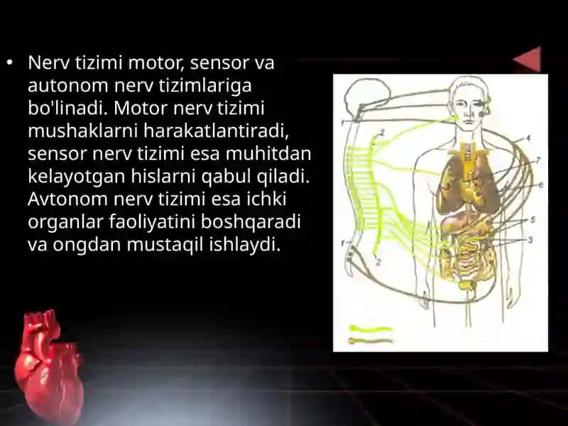 ORGANIZMNING NERV GUMORAL ENDOKRIN BOSHQARILUVI 4