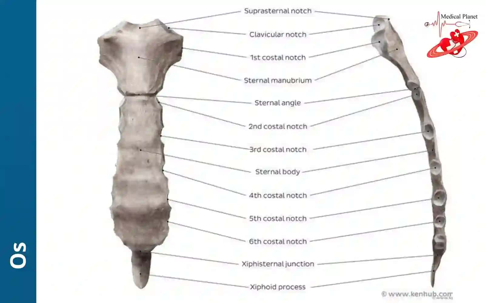 Ossternum, costae, clavicula 4
