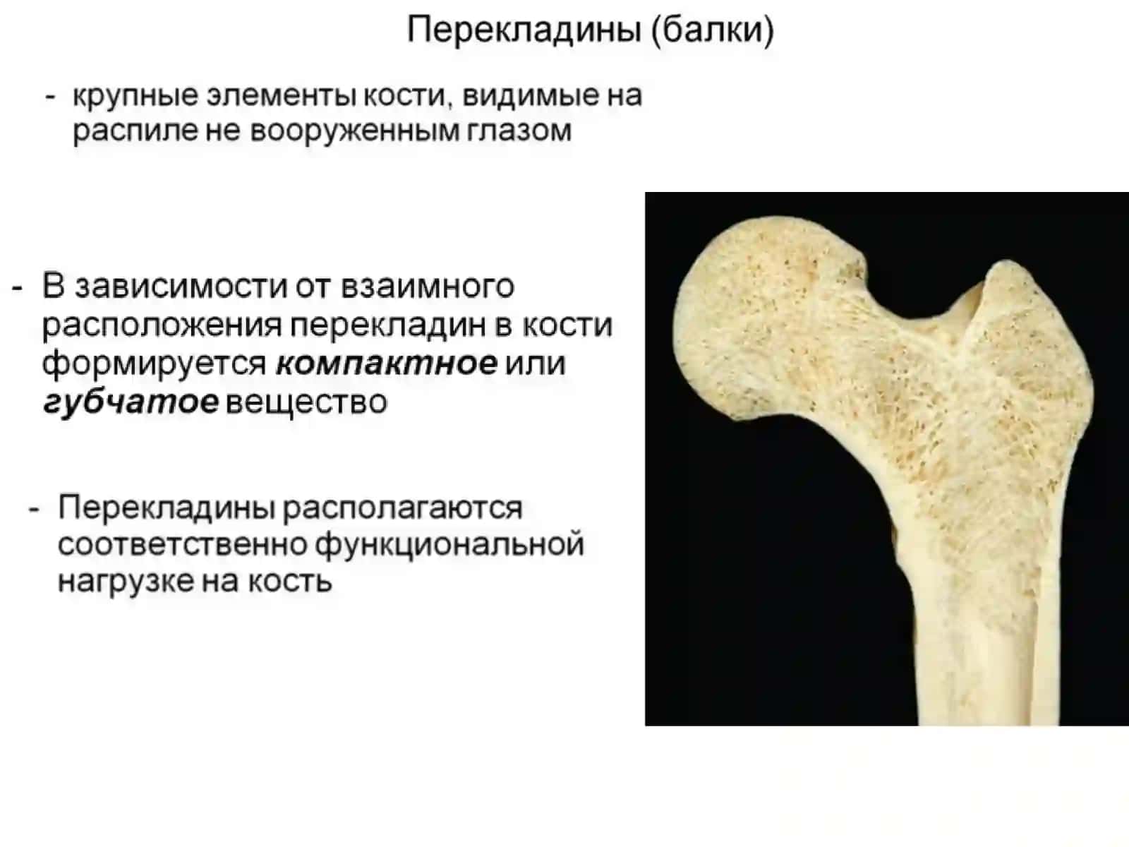 Некоторые вопросы общей остеологии 4