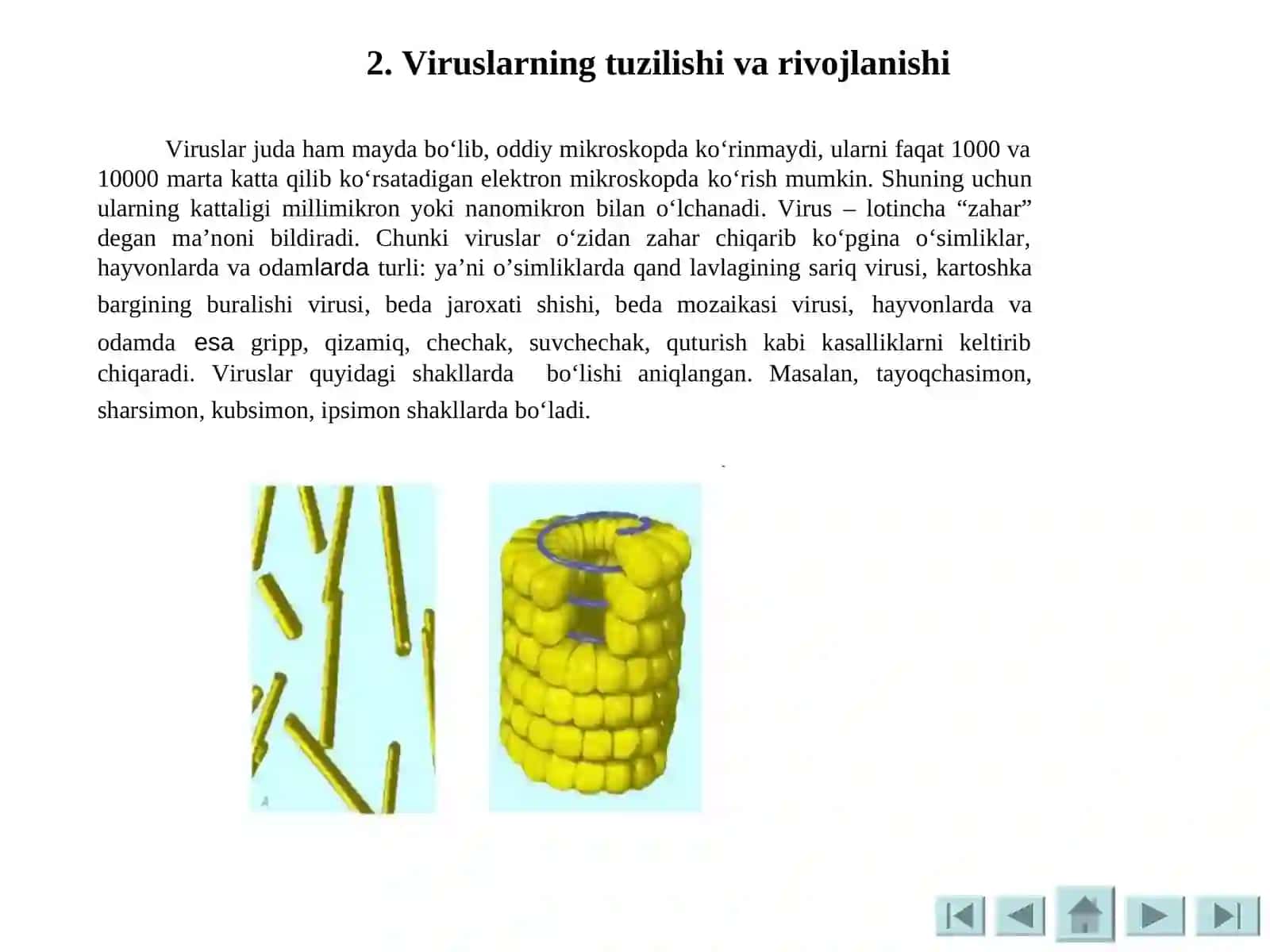 Viruslar va bakteriofaglar 4