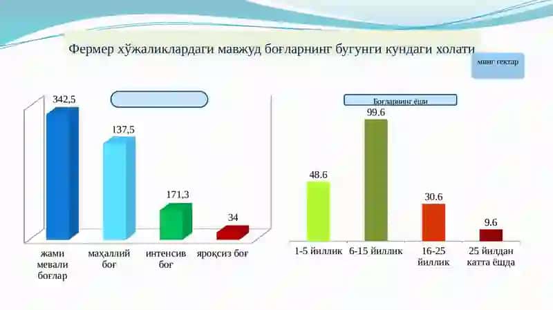 Мева ўсимликлар кўчатини етиштириш 4