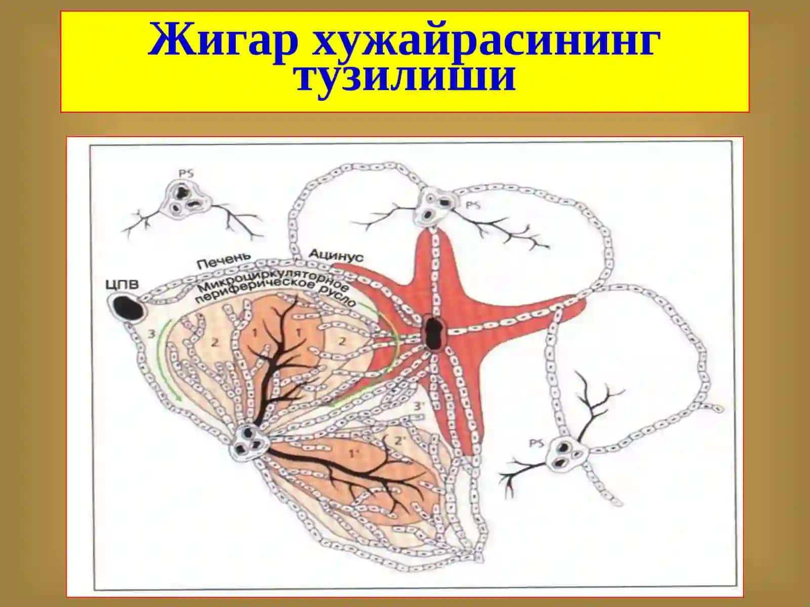 Жигар хирургик касалликлари 4