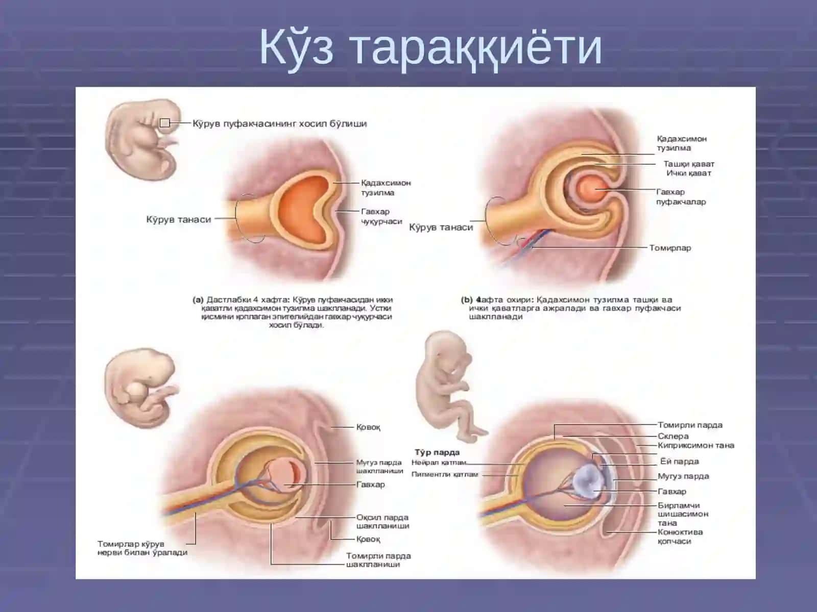 СЕЗГИ АЪЗОЛАРИ 4