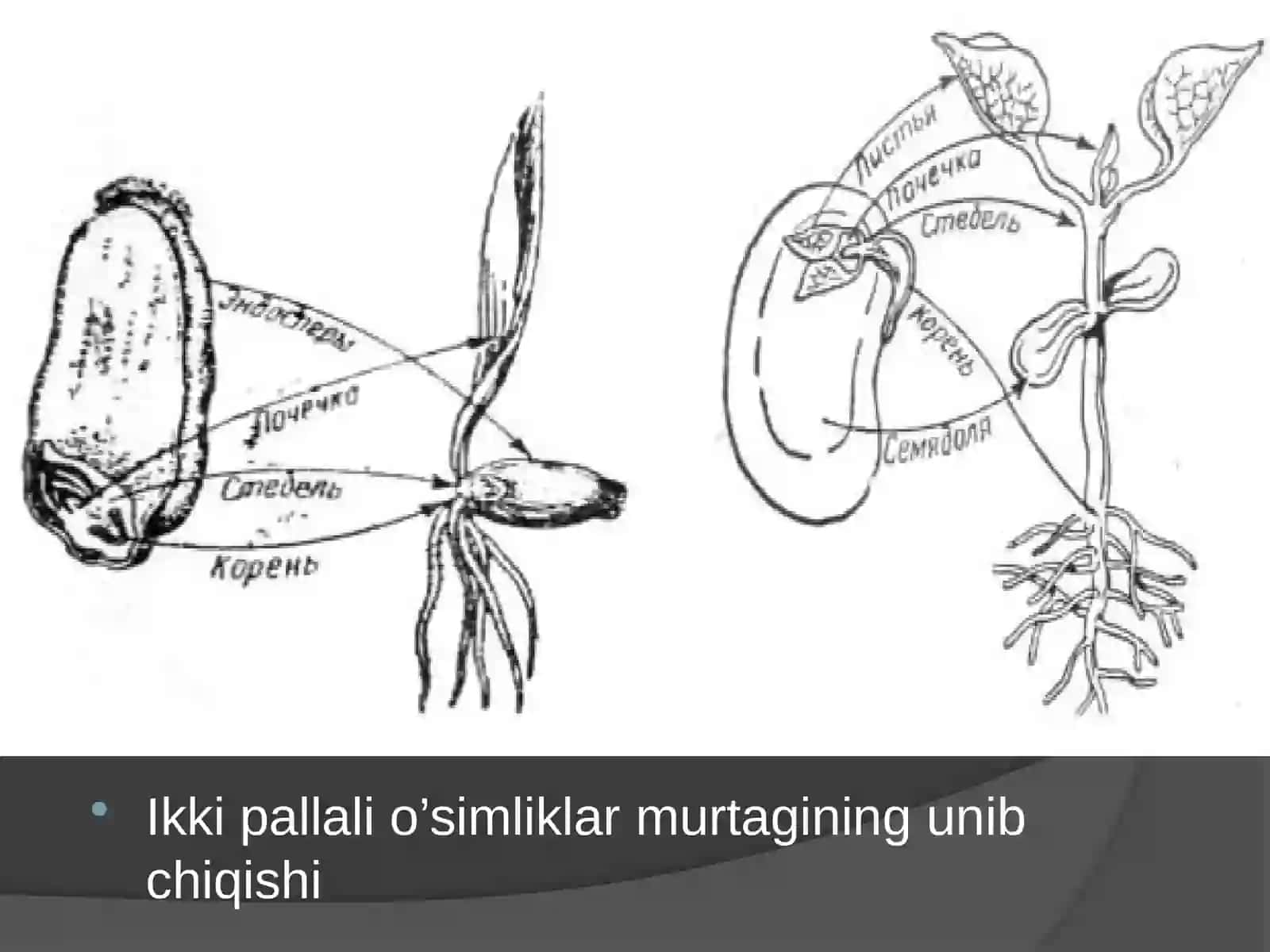 Murtak - embrion va maysa gulli o’simliklar ontogenezining boshlang’ich bosqichlari 4