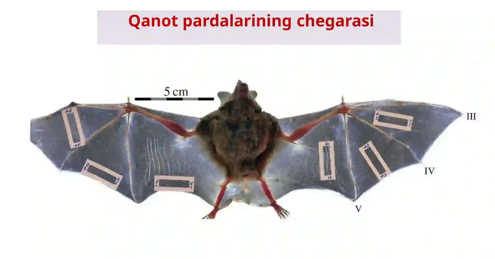 SUTEMIZUVCHILAR SINFI Zoologiya 12-dars 4