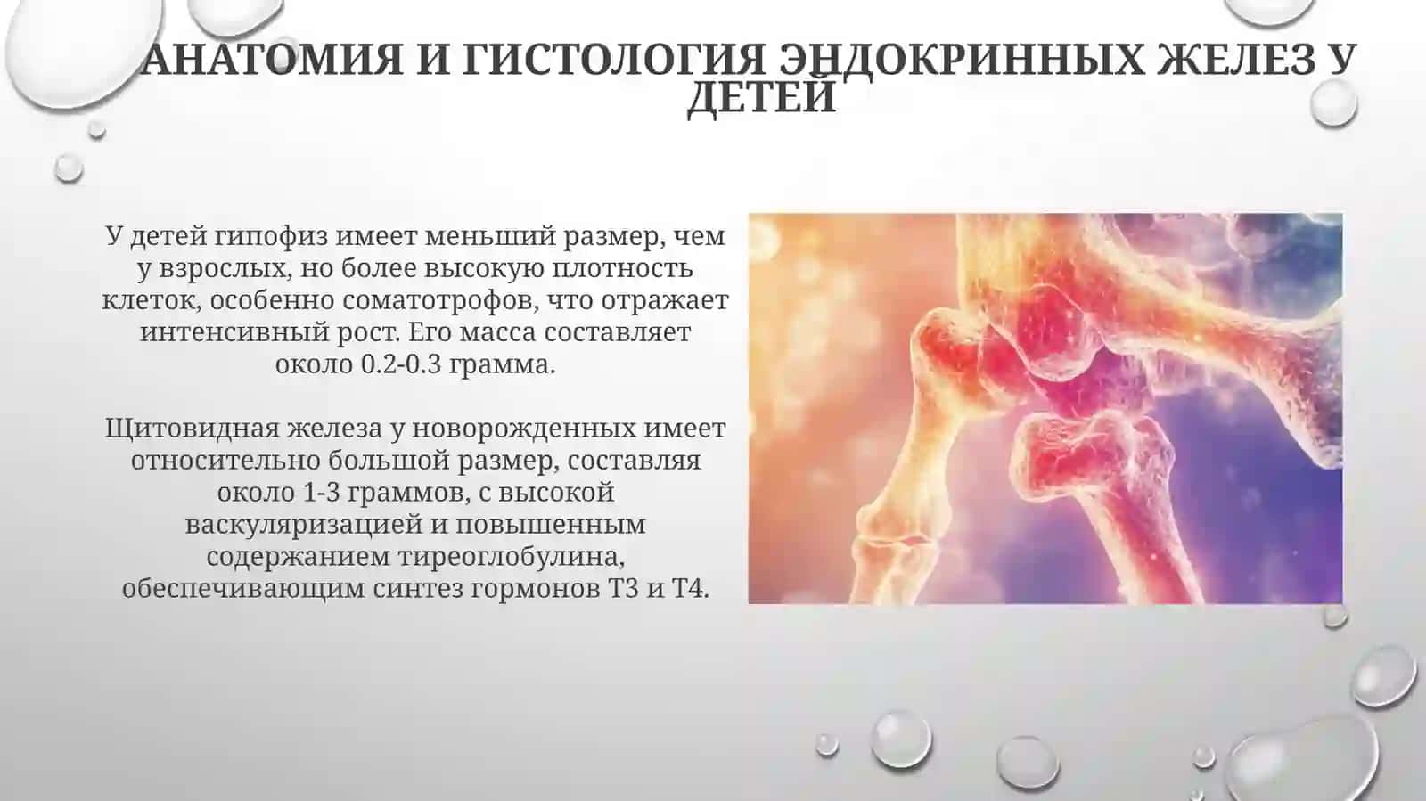 Анатомо-физиологические особенности эндокринной системы у детей 4