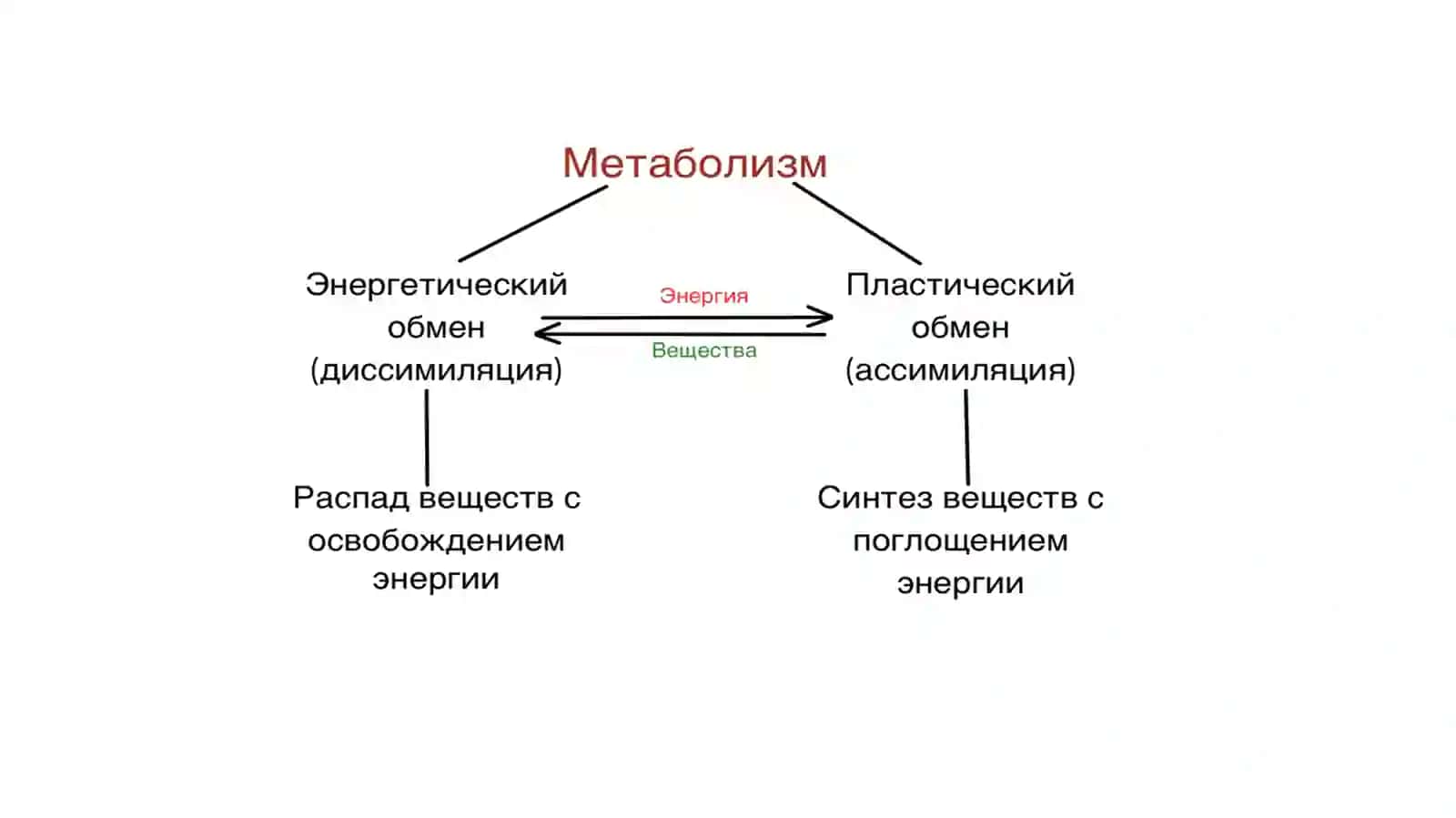 Обмен веществ в организме 4